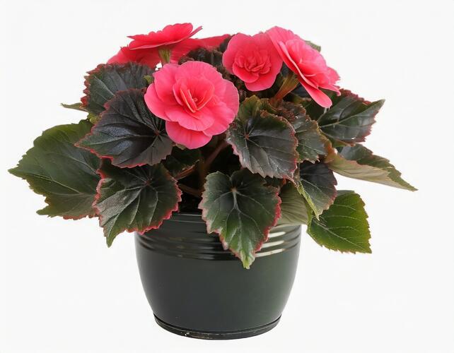 Begónie hlíznatá 'Tubby F1 Deep Rose' - Begonia tuberhybrida 'Tubby F1 Deep Rose'