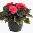 Begónie hlíznatá 'Tubby F1 Deep Rose' - Begonia tuberhybrida 'Tubby F1 Deep Rose'