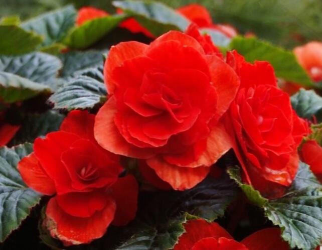 Begónie hlíznatá 'Tubby F1 Red' - Begonia tuberhybrida 'Tubby F1 Red'