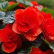 Begónie hlíznatá 'Tubby F1 Red' - Begonia tuberhybrida 'Tubby F1 Red'