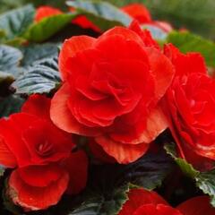 Begónie hlíznatá 'Tubby F1 Red' - Begonia tuberhybrida 'Tubby F1 Red'