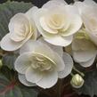 Begónie hlíznatá 'Tubby F1 White' - Begonia tuberhybrida 'Tubby F1 White'