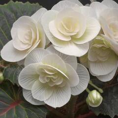 Begónie hlíznatá 'Tubby F1 White' - Begonia tuberhybrida 'Tubby F1 White'