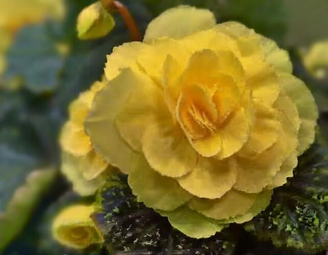 Begónie hlíznatá 'Tubby F1 Yellow' - Begonia tuberhybrida 'Tubby F1 Yellow'