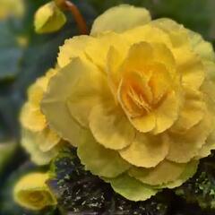 Begónie hlíznatá 'Tubby F1 Yellow' - Begonia tuberhybrida 'Tubby F1 Yellow'