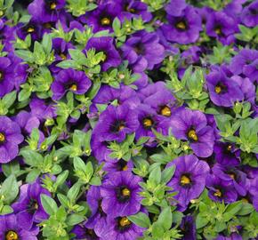 Minipetúnie, Million Bells 'Aloha Kona Midnight Blue' - Calibrachoa hybrida 'Aloha Kona Midnight Blue'