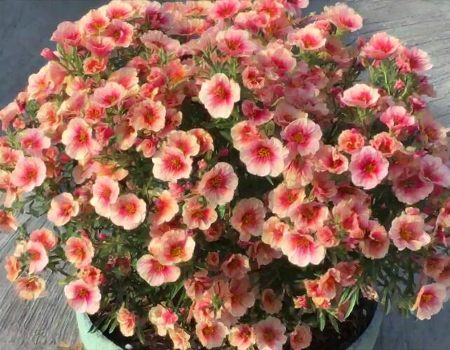 Minipetúnie, Million Bells  'Eyeconic Peach' - Calibrachoa hybrida 'Eyeconic Peach'