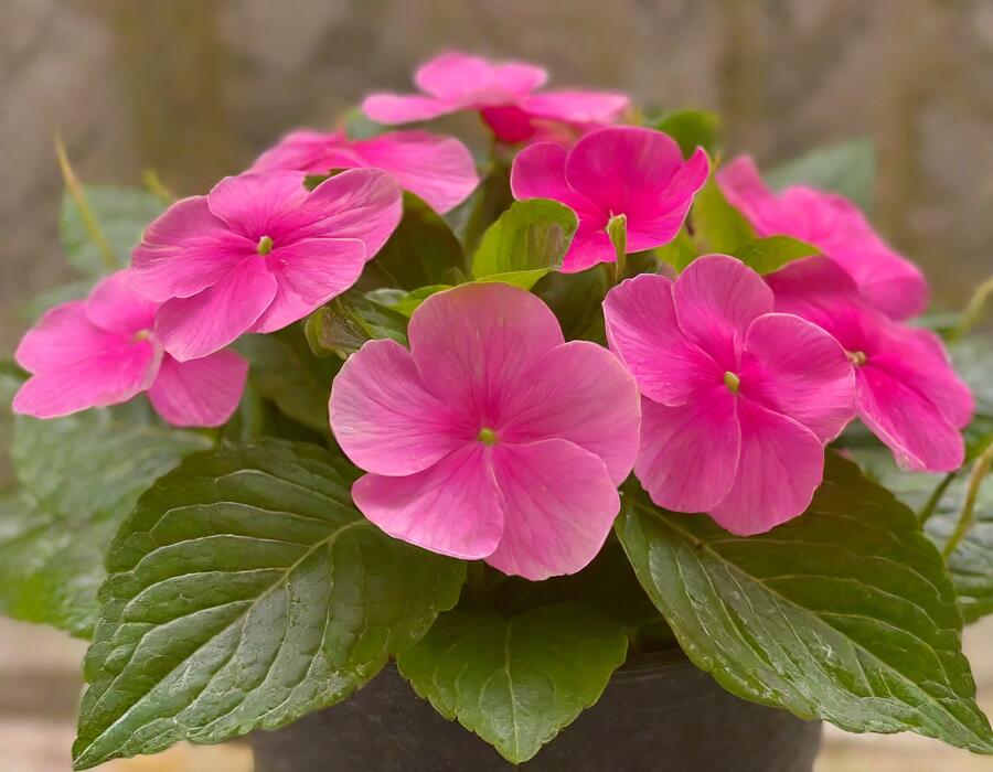 Barvínkovec růžový 'Volante Strawberry' - Catharanthus roseus 'Volante Strawberry'