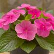 Barvínkovec růžový 'Volante Strawberry' - Catharanthus roseus 'Volante Strawberry'