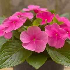 Barvínkovec růžový 'Volante Strawberry' - Catharanthus roseus 'Volante Strawberry'