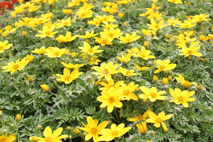 Dvouzubec prutolistý - Bidens ferulifolia 'Bidy Boom Yellow Big'