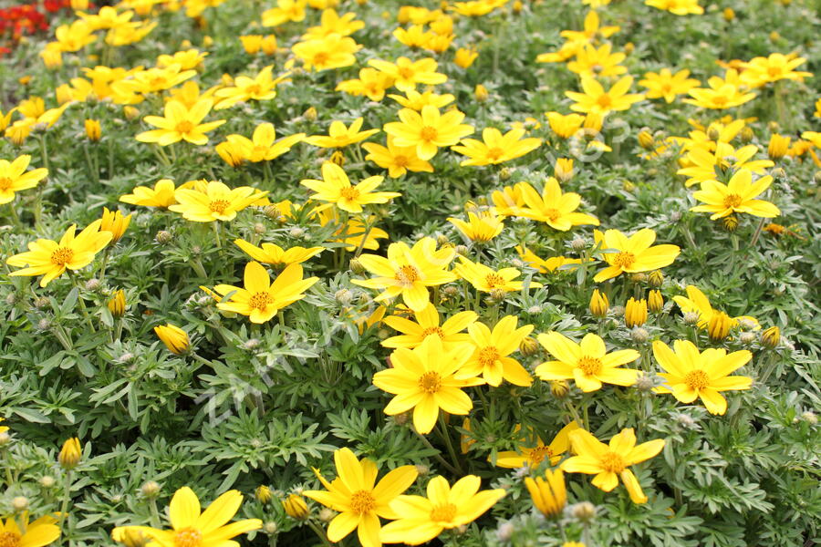 Dvouzubec prutolistý - Bidens ferulifolia 'Bidy Boom Yellow Big'