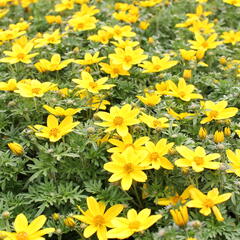 Dvouzubec prutolistý - Bidens ferulifolia 'Bidy Boom Yellow Big'