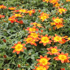 Dvouzubec prutolistý - Bidens ferulifolia 'Bidy Boom Fireside'