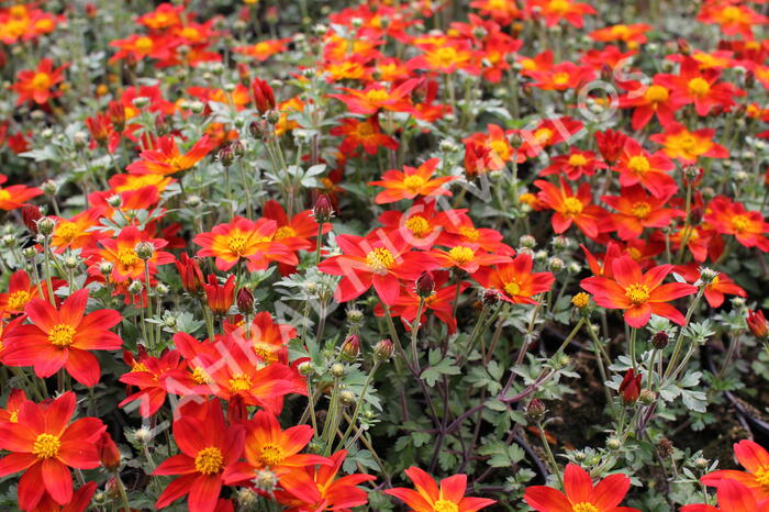 Dvouzubec prutolistý - Bidens ferulifolia 'Bidy Boom Red Eye'