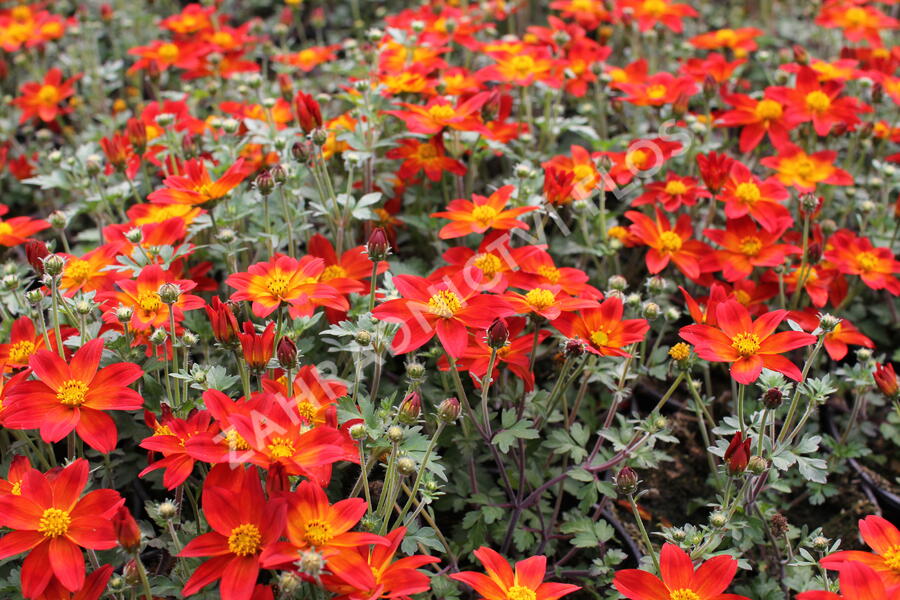 Dvouzubec prutolistý - Bidens ferulifolia 'Bidy Boom Red Eye'