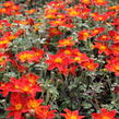 Dvouzubec prutolistý - Bidens ferulifolia 'Bidy Boom Red Eye'