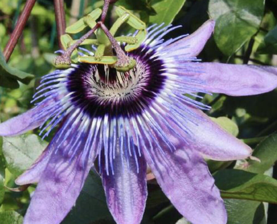 Mučenka 'Betty Miles Young' - Passiflora 'Betty Miles Young'