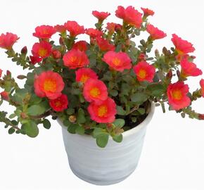 Šrucha 'Pazzaz Nano Tropical Punch' - Portulaca umbraticola 'Pazzaz Nano Tropical Punch'