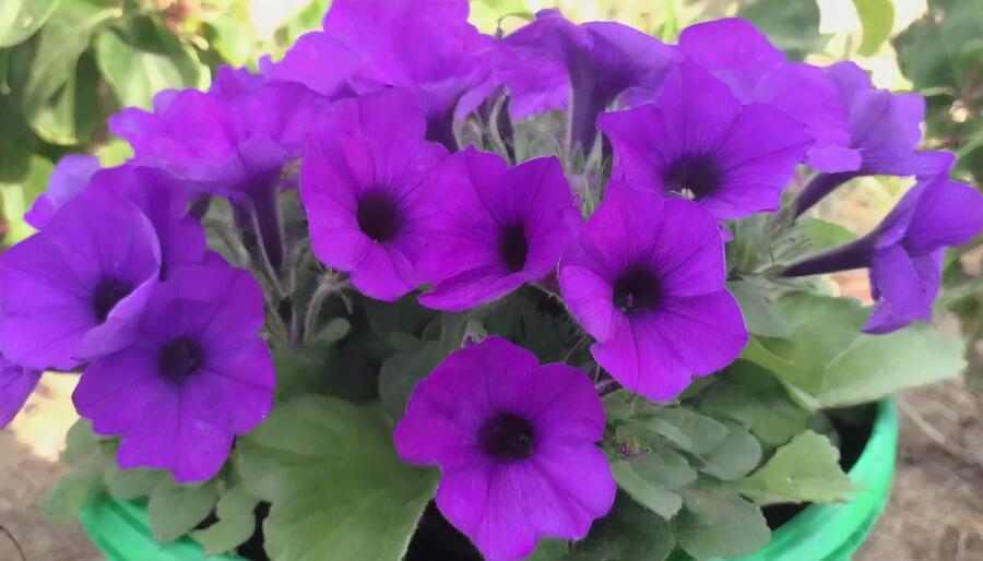 Petúnie 'Violet' - Petunia hybrida Surfinia 'Violet'
