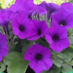 Petúnie 'Violet' - Petunia hybrida Surfinia 'Violet'