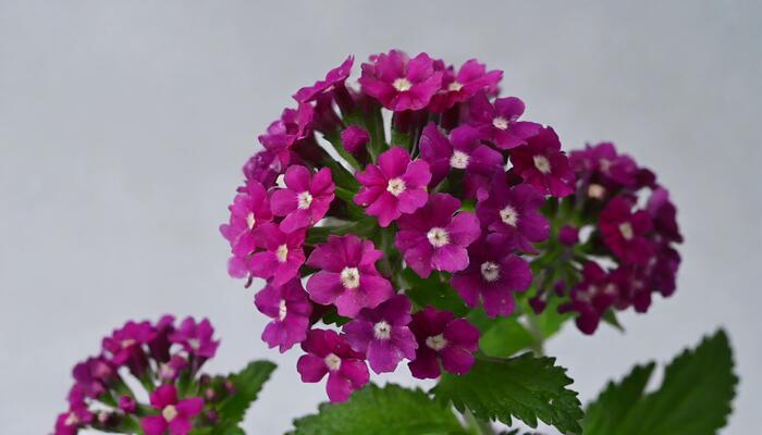 Verbena, sporýš 'Vanessa Magenta' - Verbena hybrida 'Vanessa Magenta'