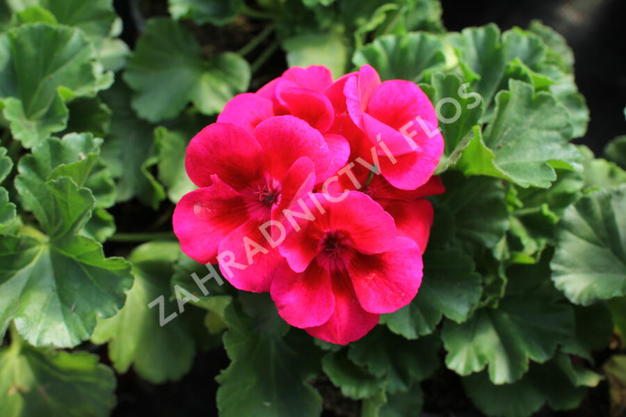 Muškát, pelargonie páskatá 'Savannah TexMex Merlot Sizzle' - Pelargonium zonale 'Savannah TexMex Merlot Sizzle'