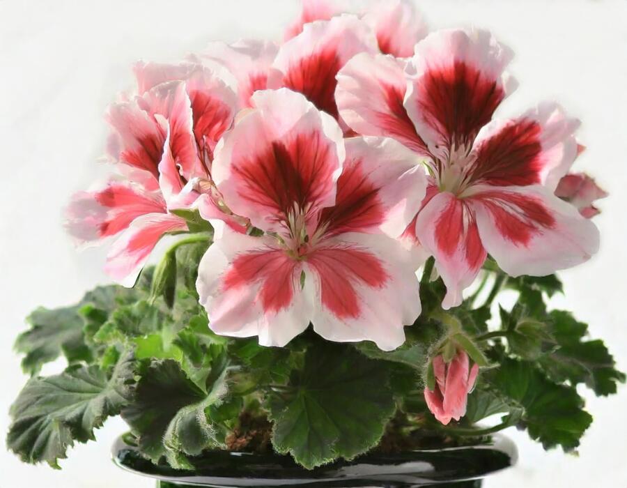 Muškát, pelargonie velkokvětá 'Elegance Mona' - Pelargonium grandiflorum 'Elegance Mona'