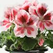 Muškát, pelargonie velkokvětá 'Elegance Mona' - Pelargonium grandiflorum 'Elegance Mona'