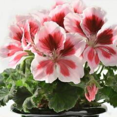 Muškát, pelargonie velkokvětá 'Elegance Mona' - Pelargonium grandiflorum 'Elegance Mona'