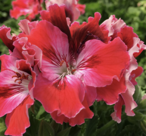 Muškát, pelargonie velkokvětá 'Elegance Red Velvet' - Pelargonium grandiflorum 'Elegance Red Velvet'