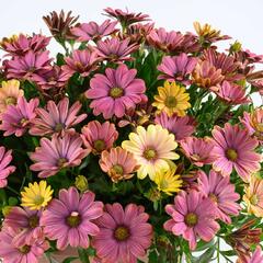 Dvoutvárka 'Osticade Twillight Moon' - Osteospermum ecklonis 'Osticade Twillight Moon'