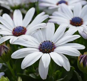 Dvoutvárka 'Cape Daisy Zanzibar White' - Osteospermum ecklonis 'Cape Daisy Zanzibar White'