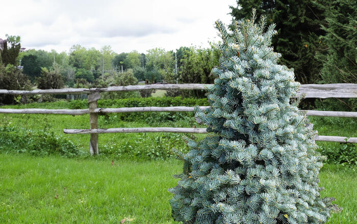 Jedle ojíněná 'Archer's Dwarf' - Abies concolor 'Archer's Dwarf'