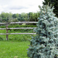 Jedle ojíněná 'Archer's Dwarf' - Abies concolor 'Archer's Dwarf'