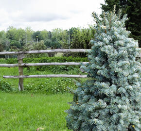 Jedle ojíněná 'Archer's Dwarf' - Abies concolor 'Archer's Dwarf'