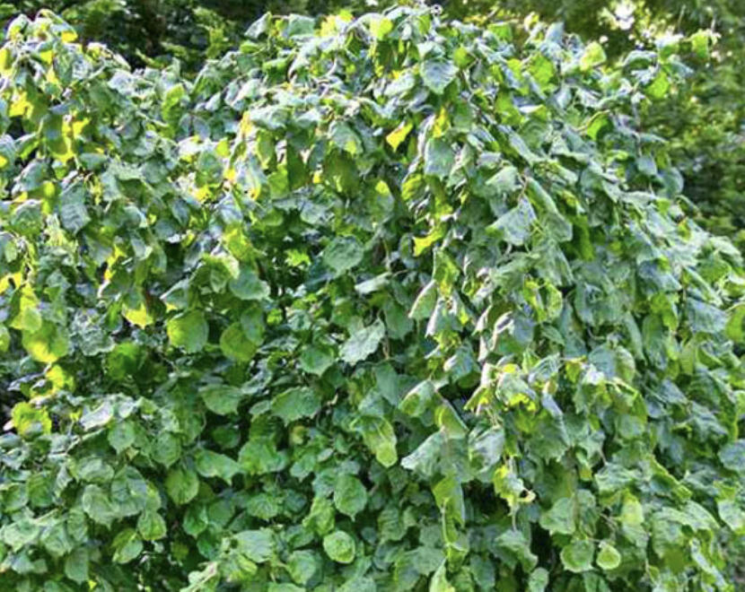 Líska obecná 'Scooter' - Corylus avellana 'Scooter'