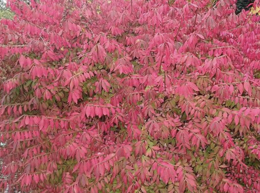 Brslen křídlatý 'Blade Runner' - Euonymus alatus 'Blade Runner'