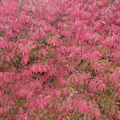 Brslen křídlatý 'Blade Runner' - Euonymus alatus 'Blade Runner'