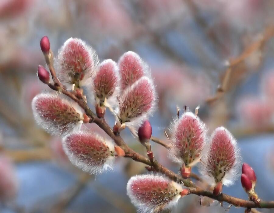 Vrba štíhlopestíková 'Red Cats' - Salix gracilistyla 'Red Cats'