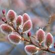 Vrba štíhlopestíková 'Red Cats' - Salix gracilistyla 'Red Cats'