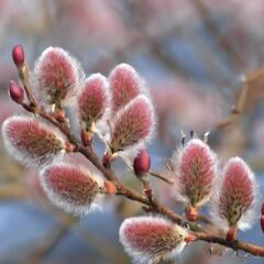 Vrba štíhlopestíková 'Red Cats' - Salix gracilistyla 'Red Cats'