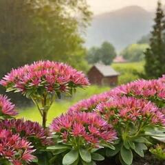 Rozchodník pochybný 'Solarity' - Sedum spurium 'Solarity'