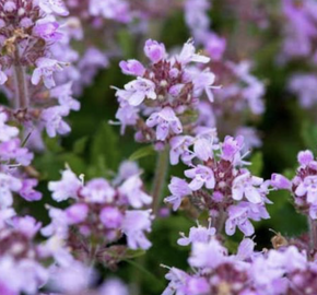 Mateřídouška úzkolistá 'Shepards' - Thymus serpyllum 'Shepards'