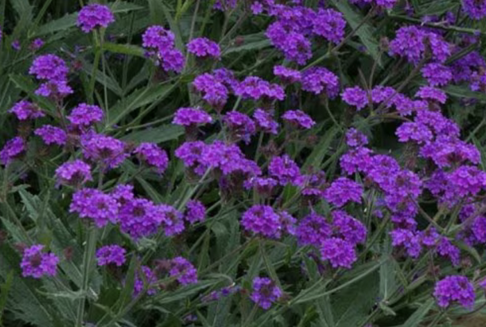 Verbena, sporýš tuhý 'Santos' - Verbena rigida 'Santos'