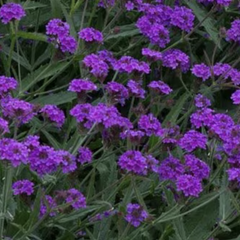 Verbena, sporýš tuhý 'Santos' - Verbena rigida 'Santos'