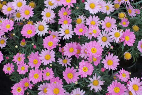 Argyranthemum frutescens 'Aramis Pink Eye'