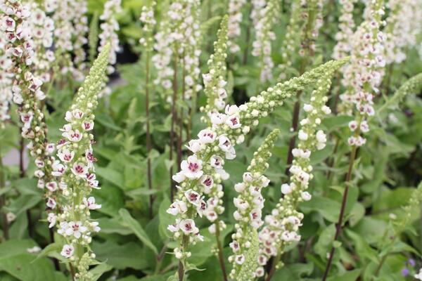 Verbascum nigrum 'Album'