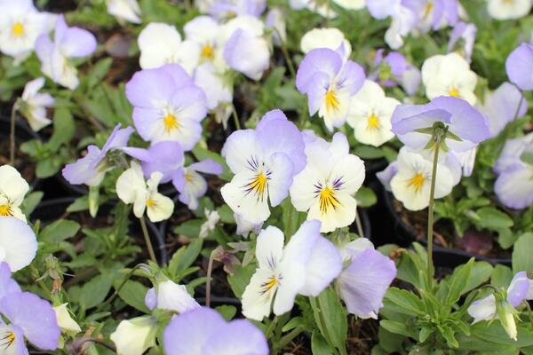 Viola wittrockiana 'Volante White Azure Wing'