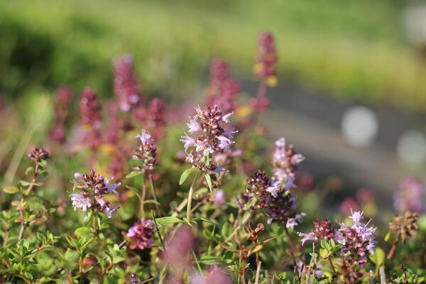 Thymus pulegioides_2